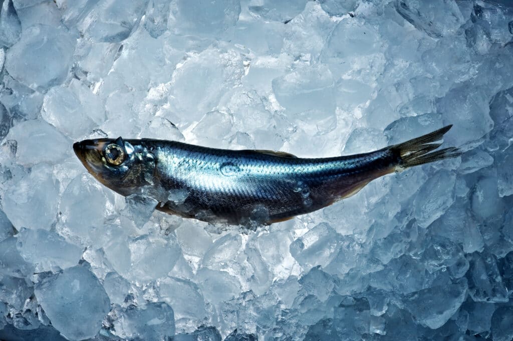 Herring fish on ice